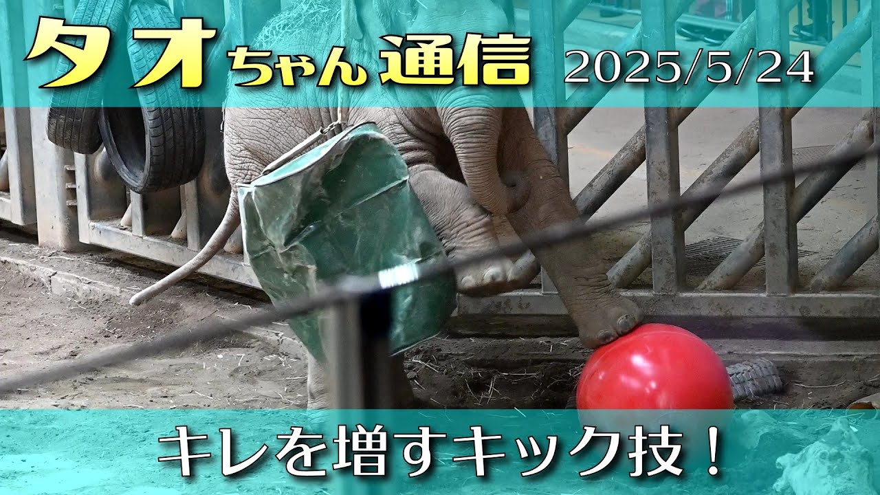 タオちゃん通信 2025/5/24 鋭さ増したタオキックが空を切り裂く！(空振り) #円山動物園 #アジアゾウ