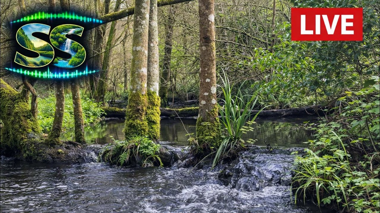Surrounding Sounds - Stream Albury (Surrey) #calm #nature #stream #watersounds 