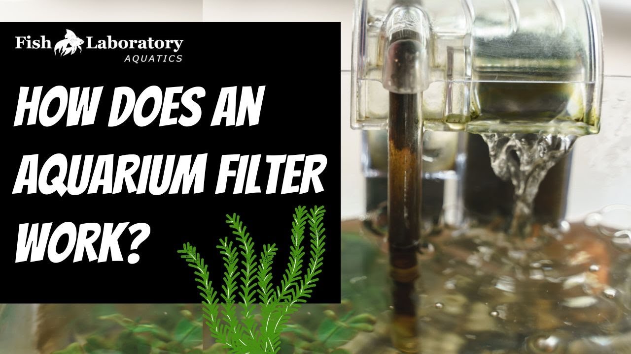 How Does An Aquarium Filter Work? | Fish Laboratory