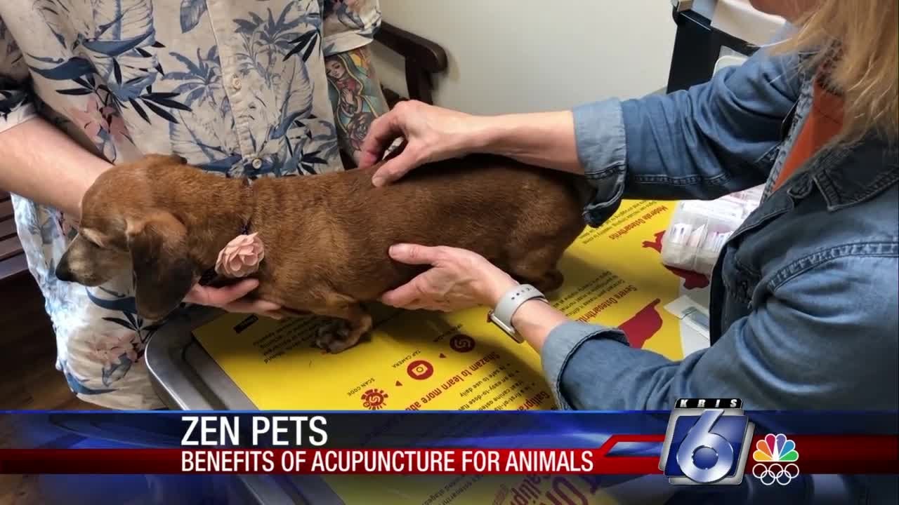 Veterinarian explains benefits of acupuncture for pets