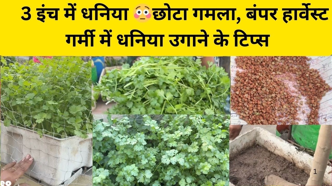 3 इंच गमले में धनिया 😳 | गर्मियों में 2 आसान तरीके|स्टेप बाय स्टेप मिट्टी तैयार