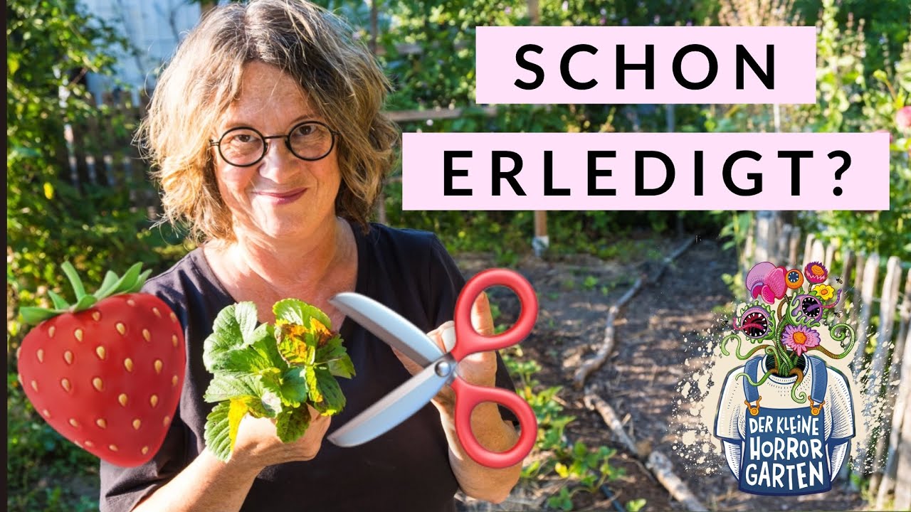 Erdbeeren zur&uuml;ckschneiden - die Bl&auml;tter m&uuml;ssen ab I der kleine Horrorgarten