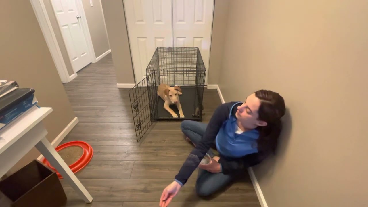 Kobi Day 2 Crate Training