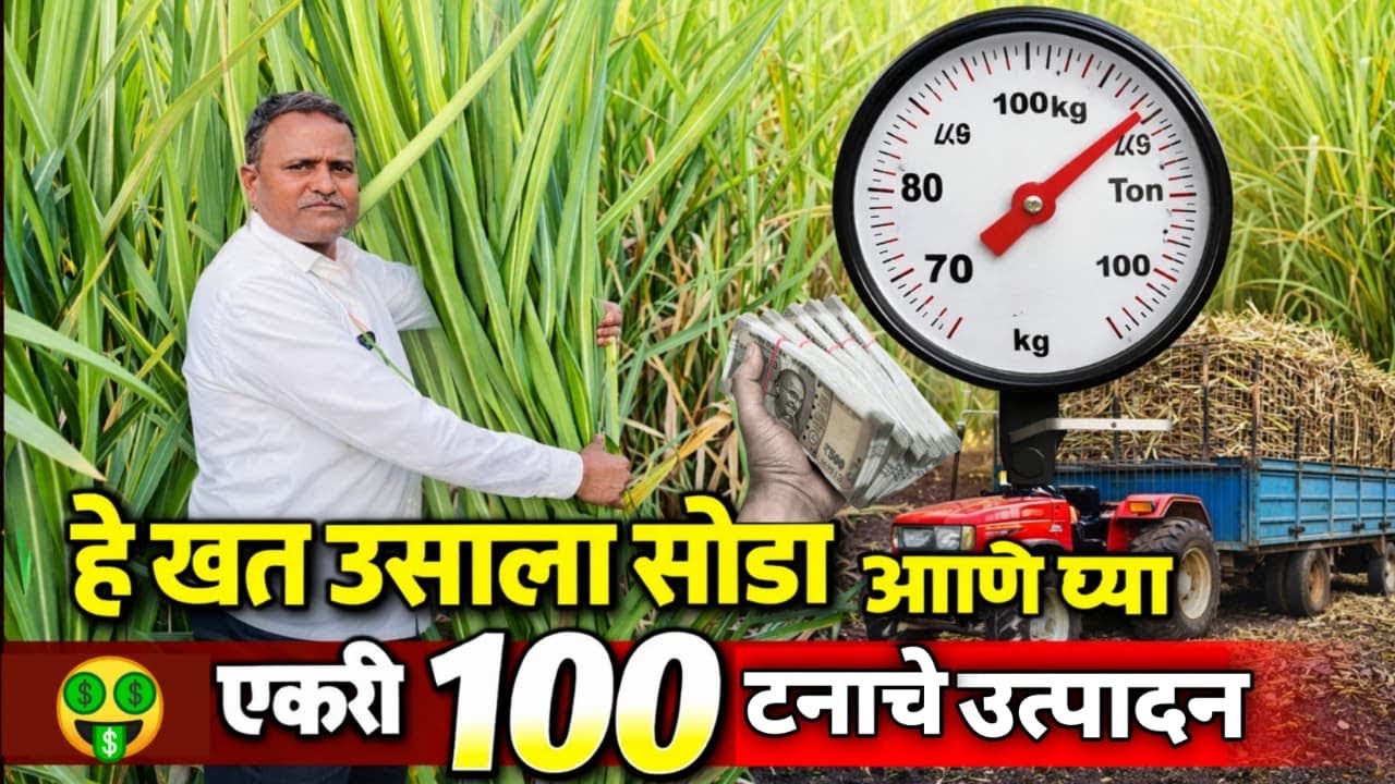 ऊस पिकाला हे खत सोडा,एकरी १०० टन उत्पादन घ्या 