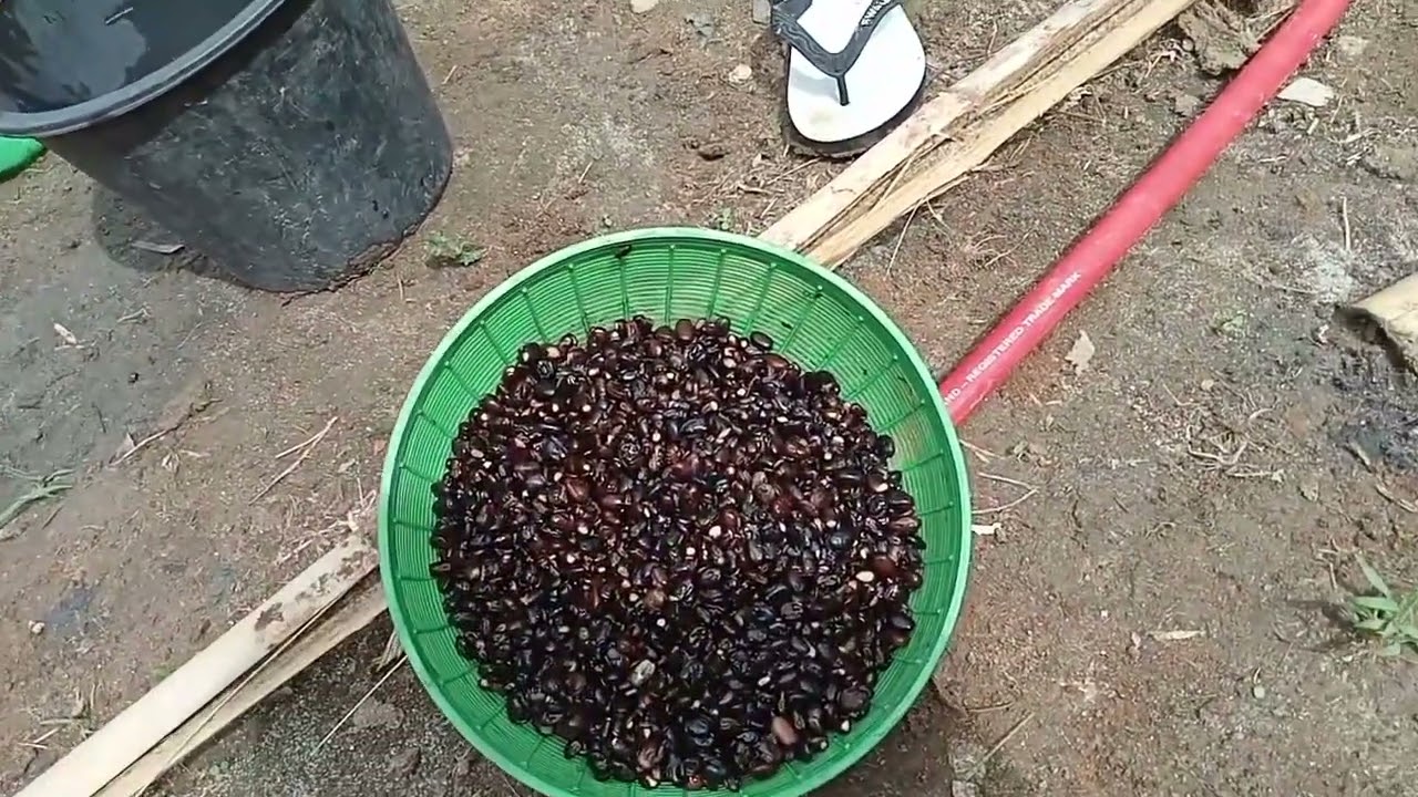 Penanaman Biji Mucuna !