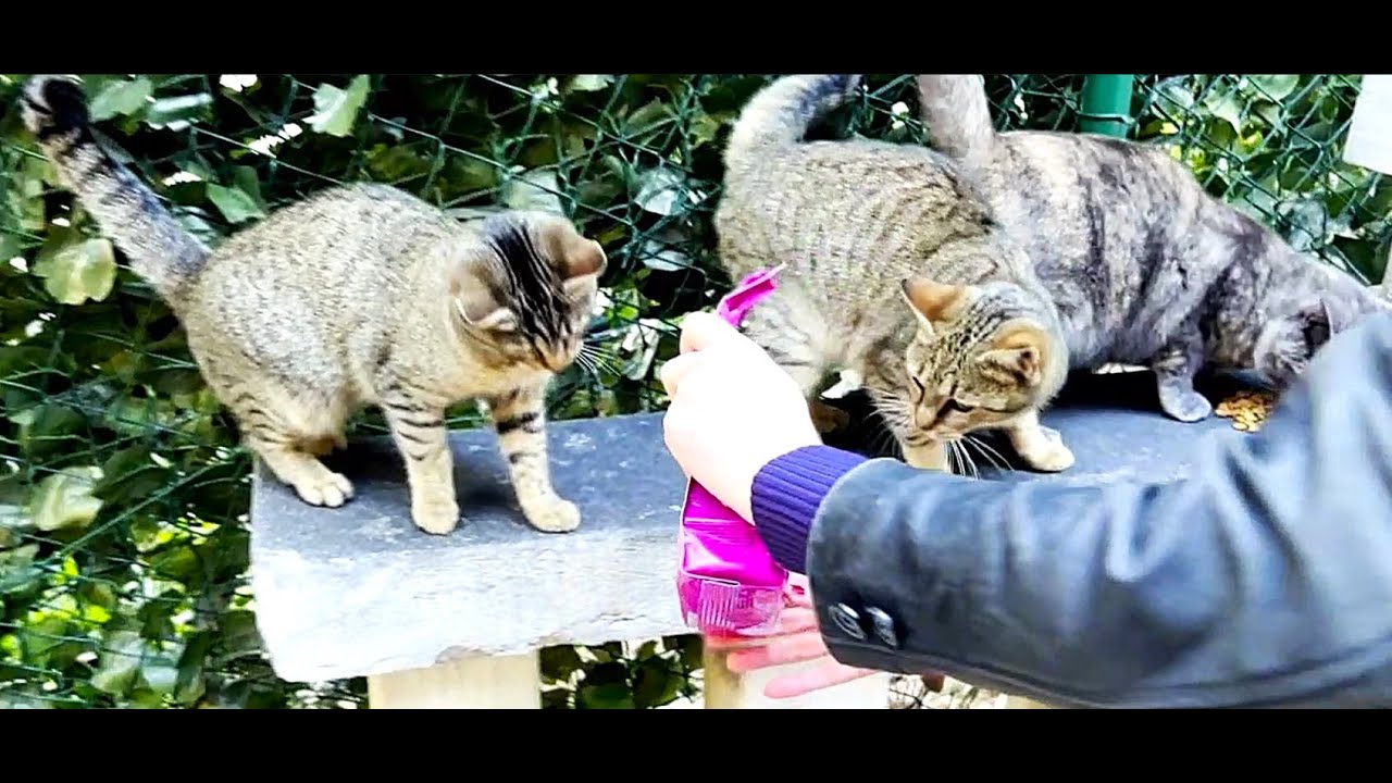 Chatty Stray Cats(Vol1)#catvideos #streetcats #straycats #feedingstraycats #catlovers
