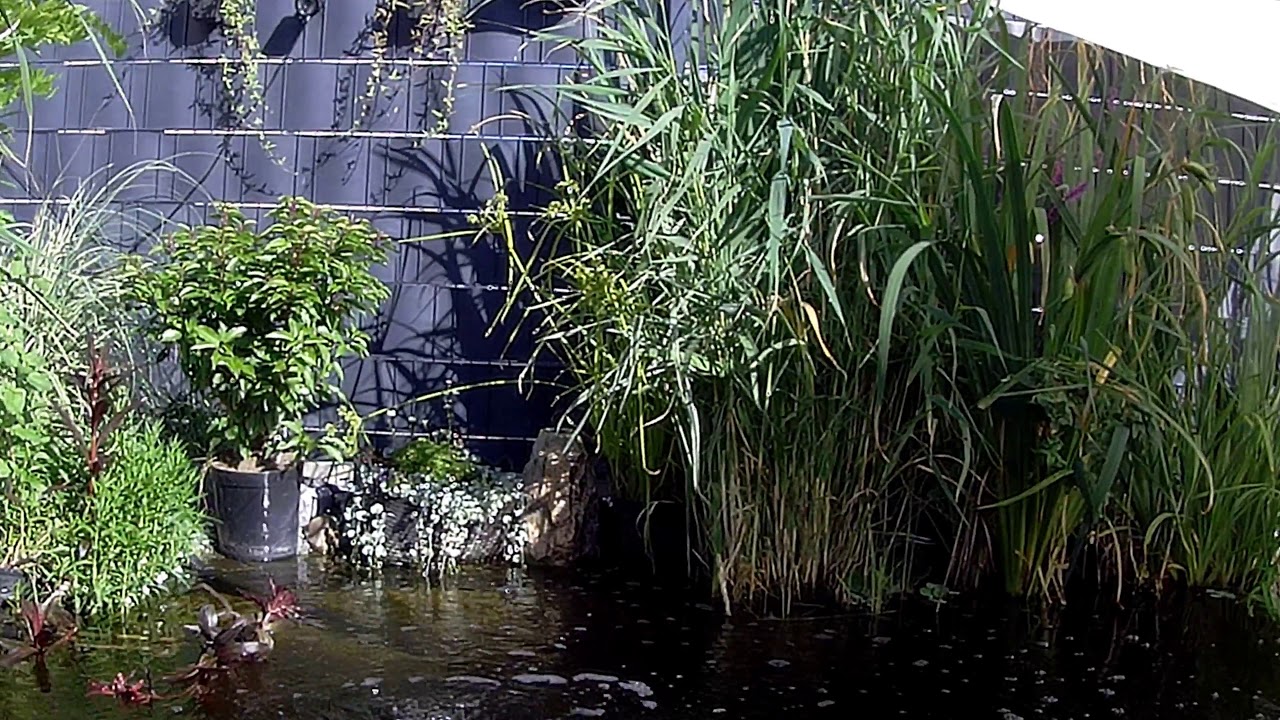 23 07 2019 Teich Koiteich mit sehr viel Grün Koi und Bonsai