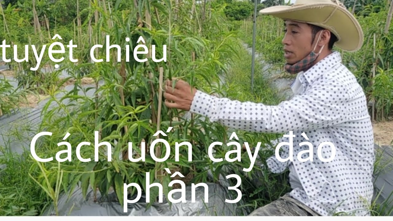 Cách uốn tạo dáng cây đào phần 3