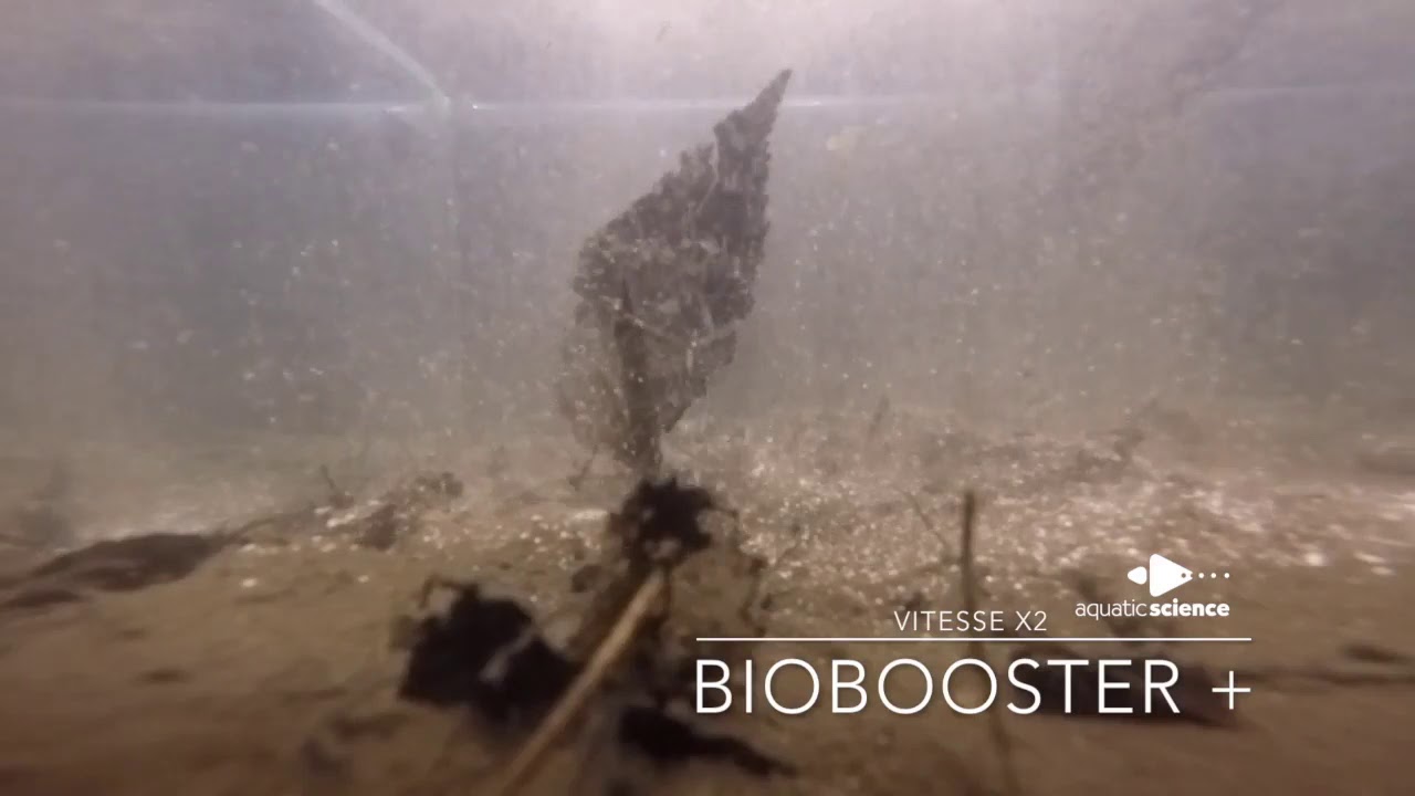 Vidéo de l'effet du biobooster - traitement préventif contre les algues en étang
