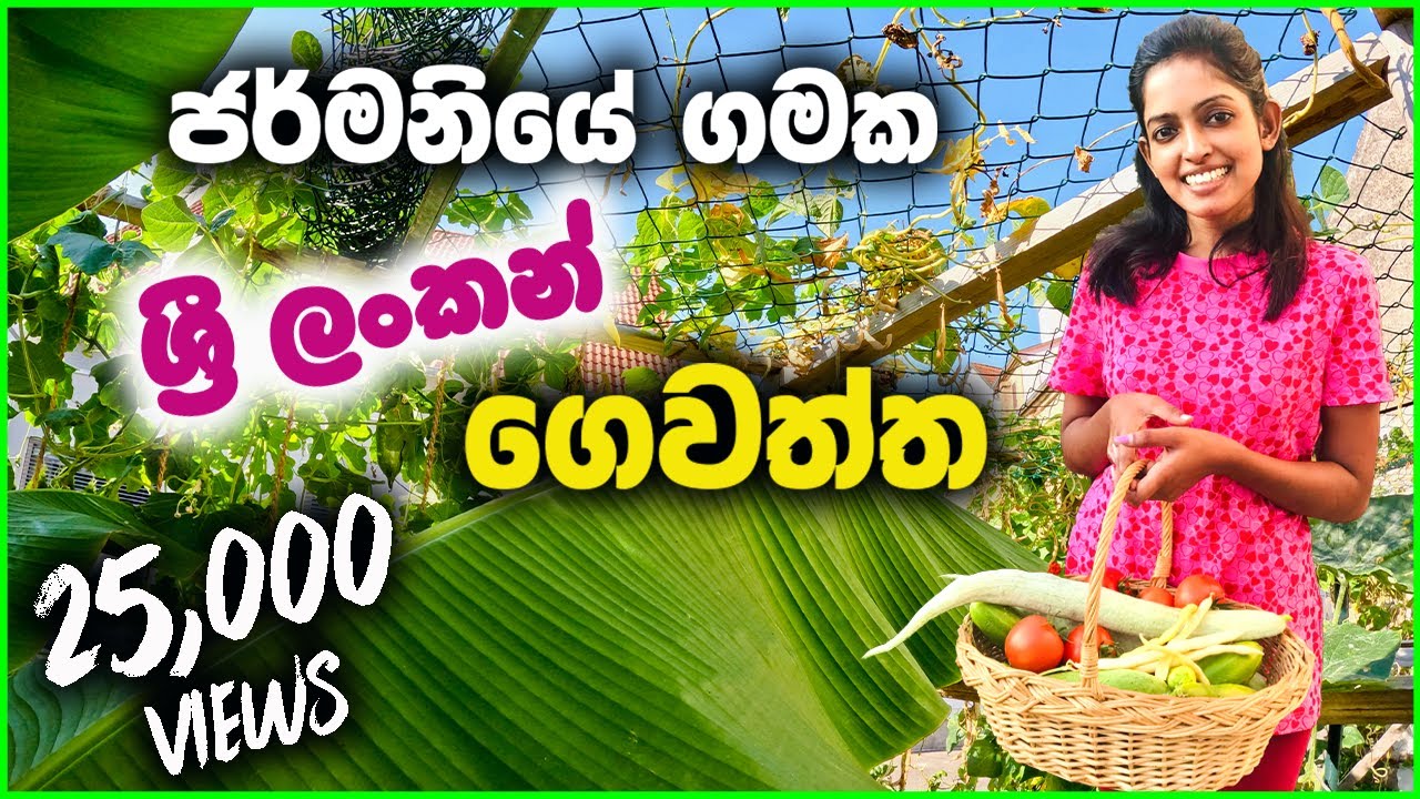 ජර්මනියේ සුද්දන්ට ගහලා පදක්කම් ගත්ත ලංකාවේ කොල්ලෙක් | Home Garden Tour in Germany Sinhala Vlog