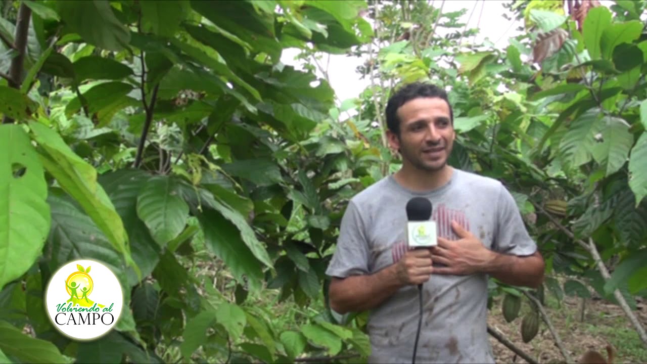 Producción AGROECOLÓGICA de CACAO y CAFÉ