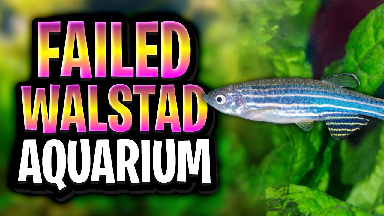 6 Lessons From A Failed Walstad Method Aquarium To Help You Avoid My Mistakes In Your Dirted Tank!
