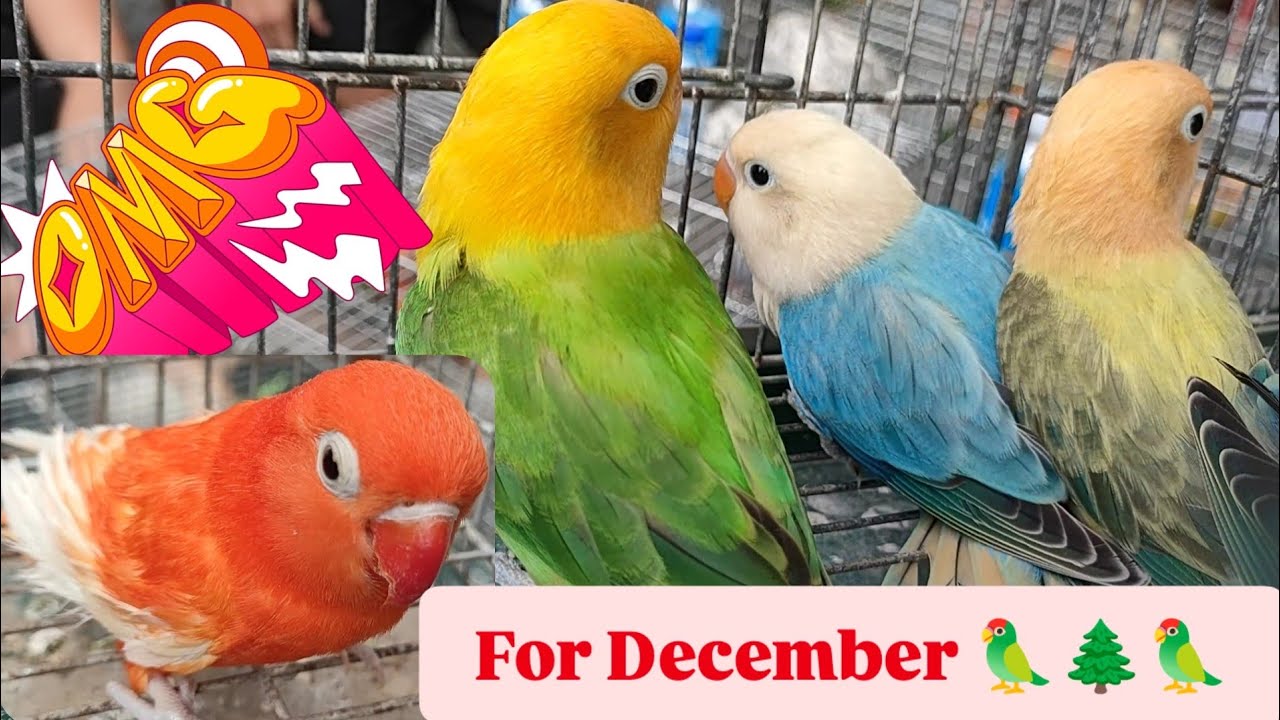 Vlog516 High Mutation For December 🥳🦜🥳