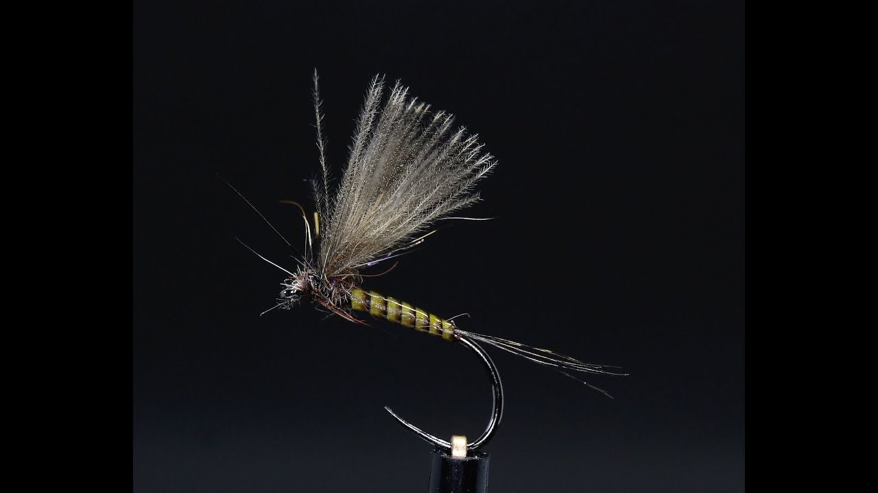 Olive quill body dun