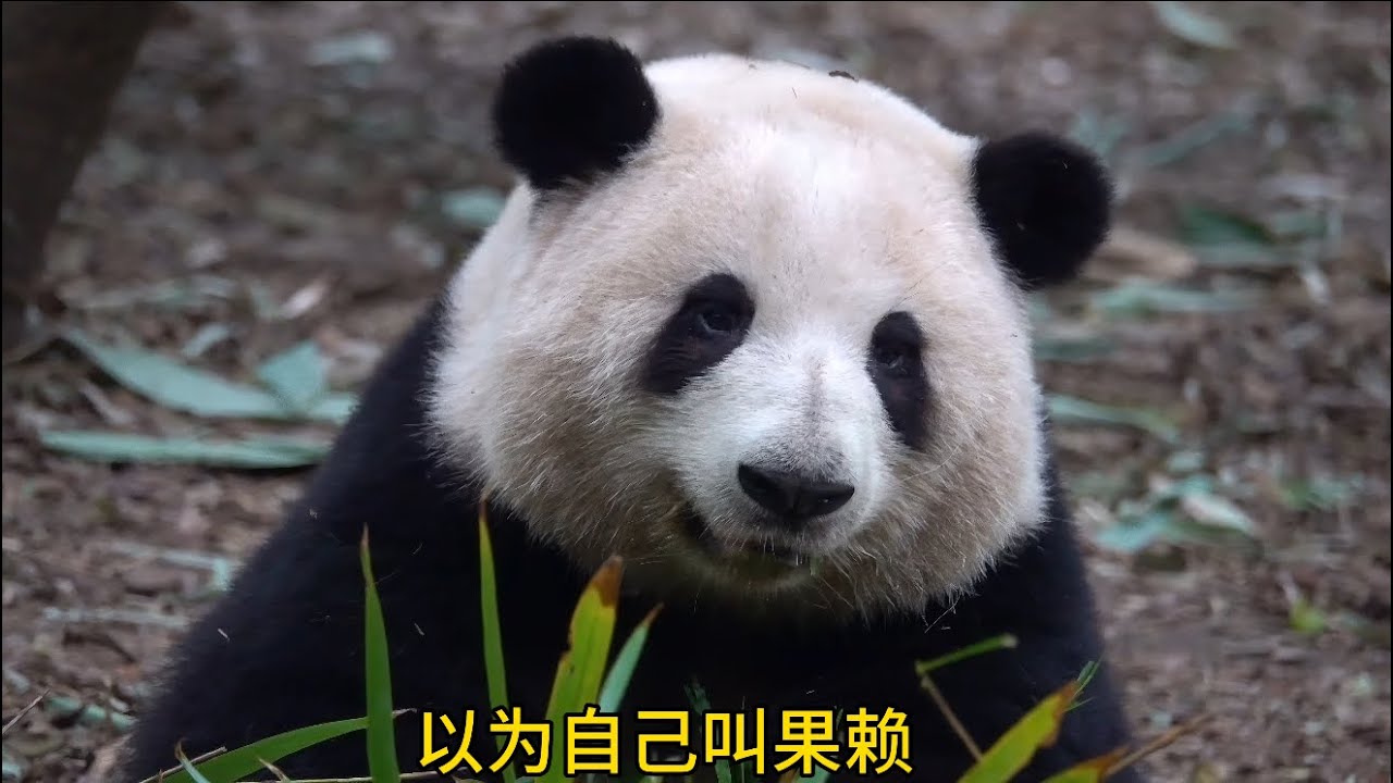 淡定的花花：没事儿！发言人会替我说的😂😂