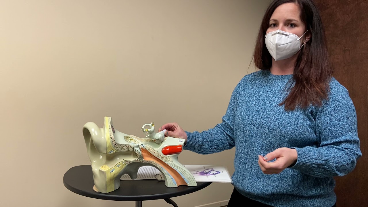 Vestibular Anatomy
