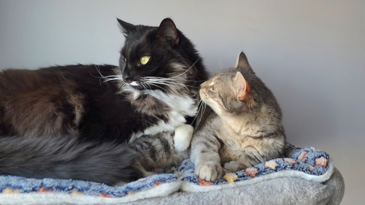 Big brother cat squeezes next to his sister and she reacts