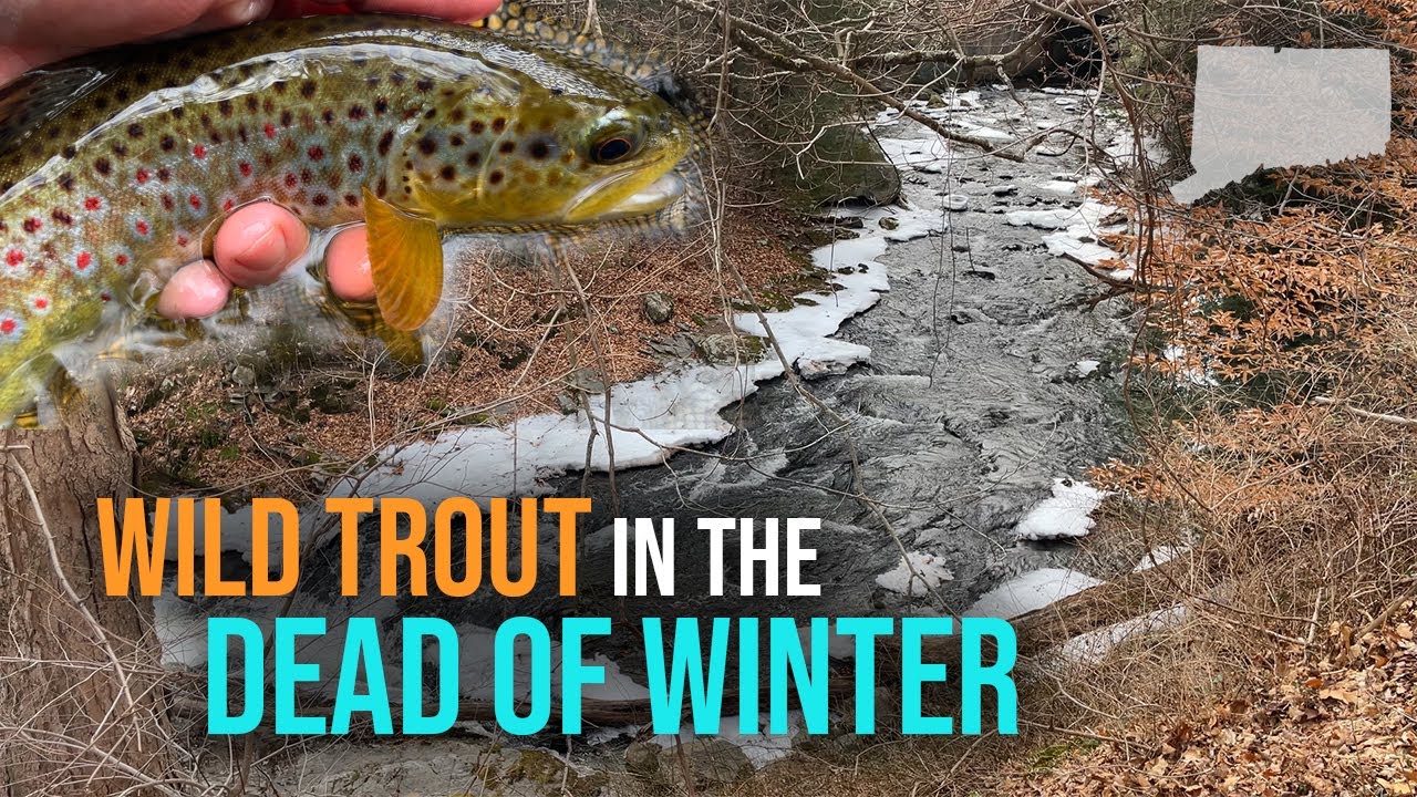 Fishing for WILD Brown Trout in the Dead of WINTER