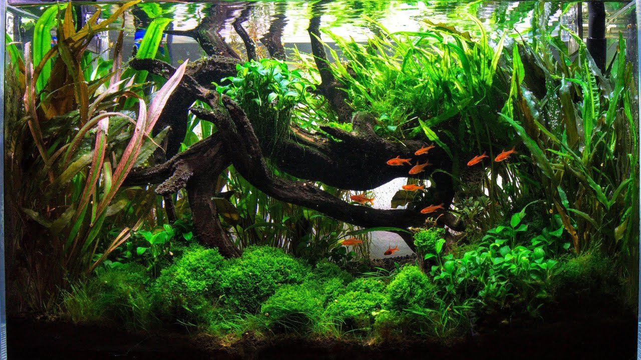 Aquascape Tutorial Guide | Bucephalandra Bog ADA 60P | Aquascaping