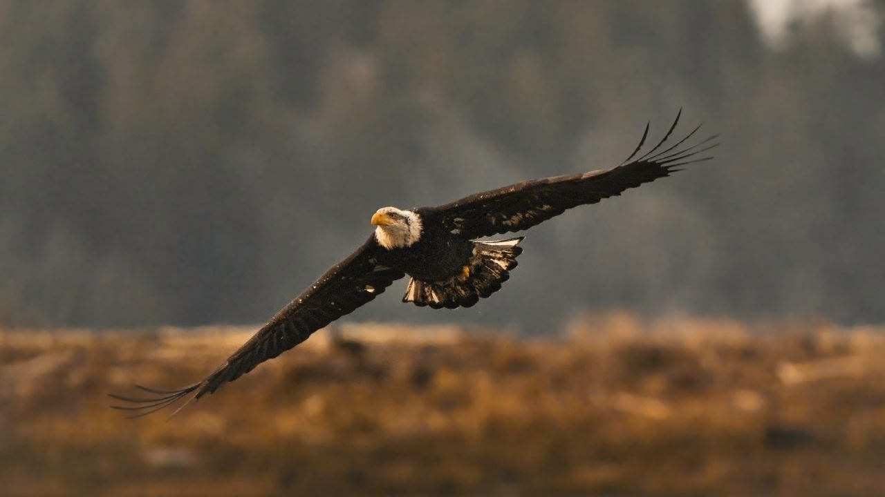 Fuji XT3 For WILDLIFE Photography? With Tamron 150-600 G2 (Fringer Ef-Fx)