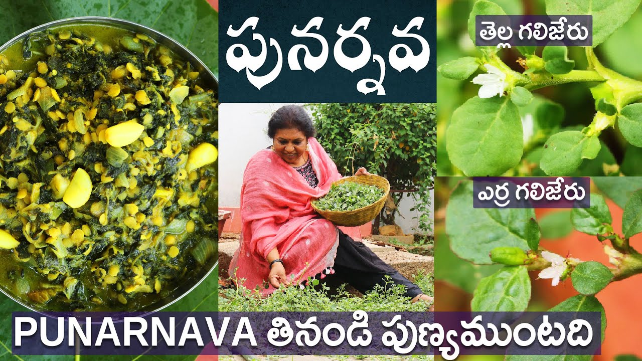 Punarnava/తెల్ల గలిజేరు Medicinal veg/ Blood purifier/Life time No Dialysis/Prevents kidney ailments