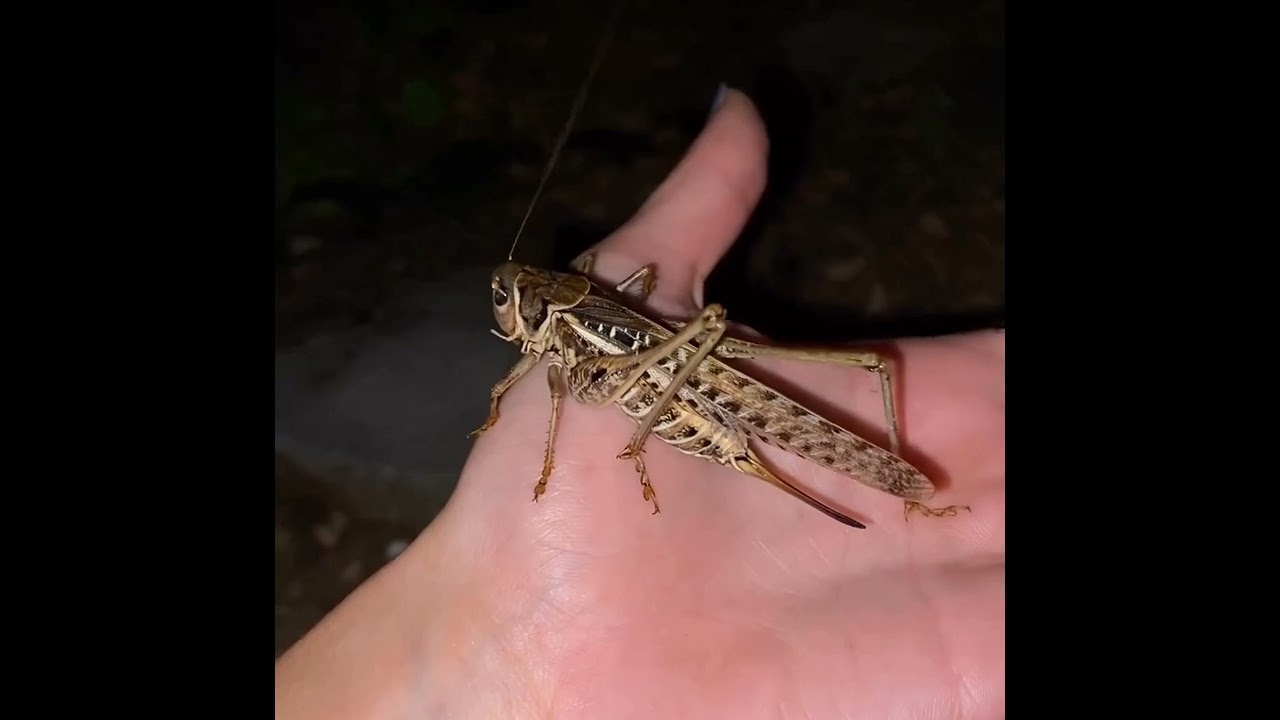 Tena Tomljanović iz Survivor-a drži zrikavca u ruci! 🐛