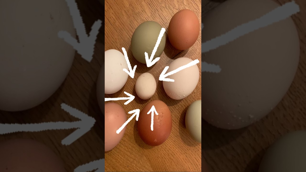 H&uuml;hner sind dumm!?-10 Fakten &uuml;ber H&uuml;hner #h&uuml;hnerliebe #chicken #huhn #together #shorts #viralvideo