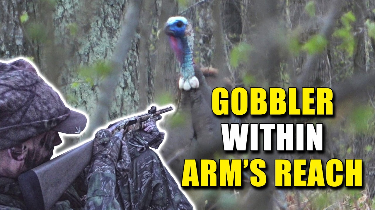 3 FEET AWAY – PUBLIC LAND GOBBLER AT FLY DOWN