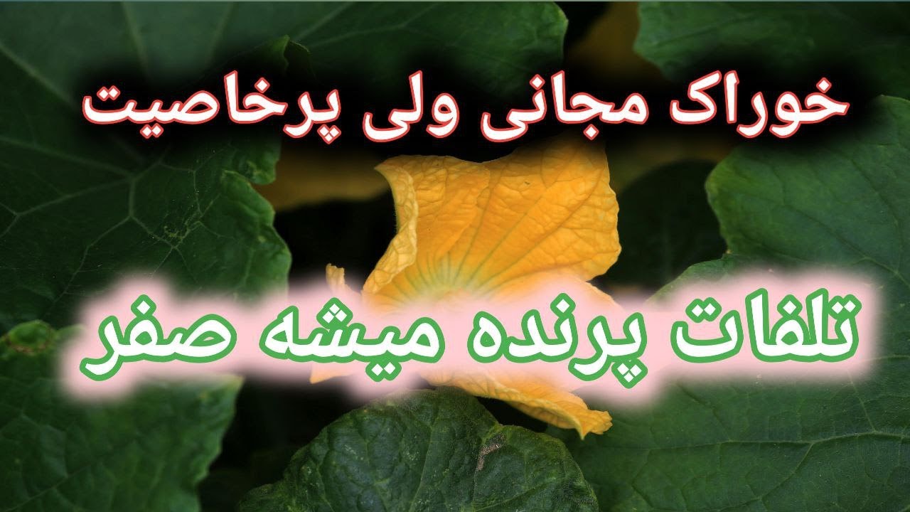 خوراک مجانی اما پرخاصیت برای پرندگان