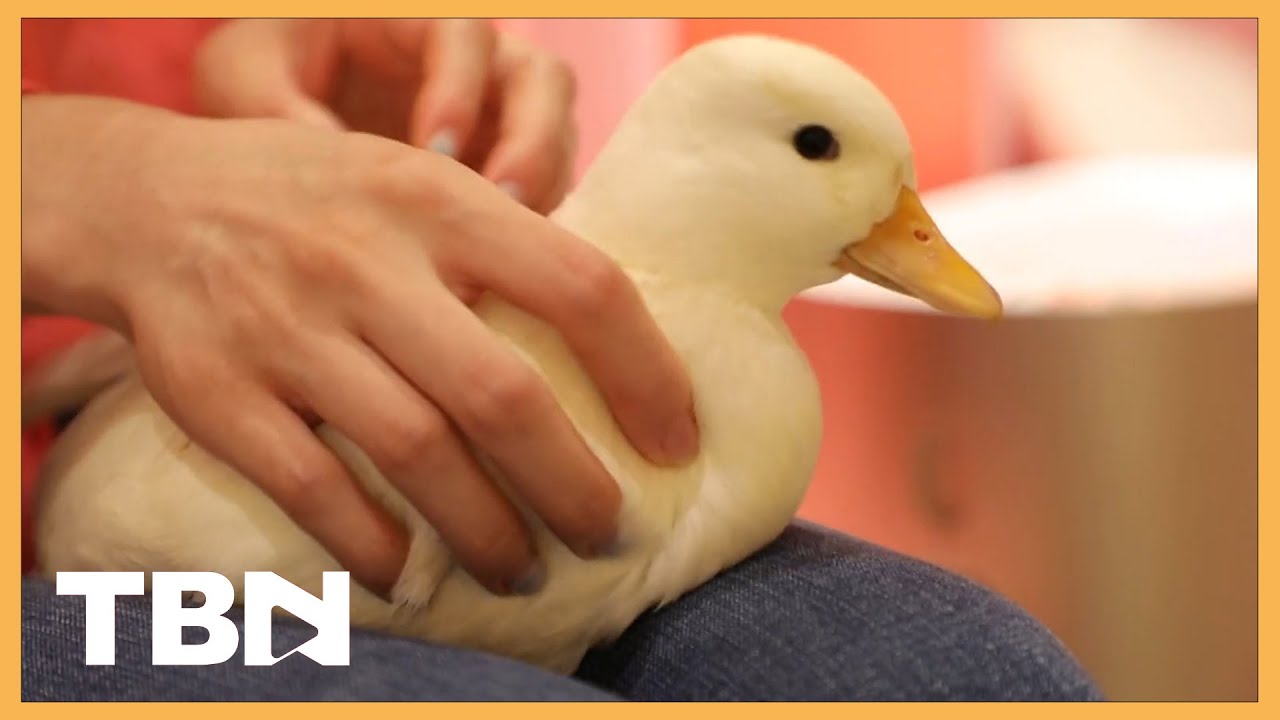 The duck cafe in Beijing receives great popularity