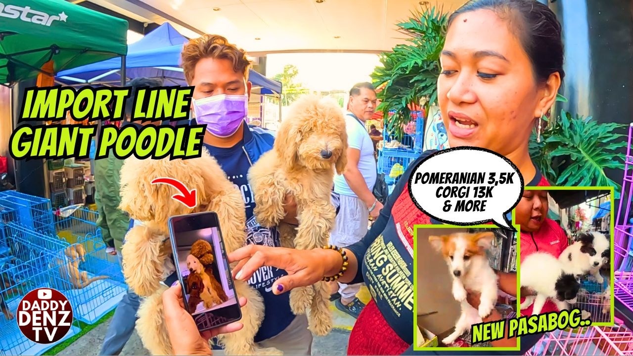CARRIER NG DEEP RED / AT MGA BAGONG PASABOG..  / MAR. 15 @GROTTO PETS & LIVESTOCK MARKET