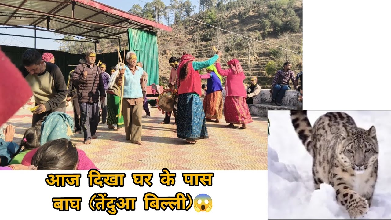 गाँव में पांडव नृत्य का दृश्य😍 और साथ ही देखा आज बाघ😱