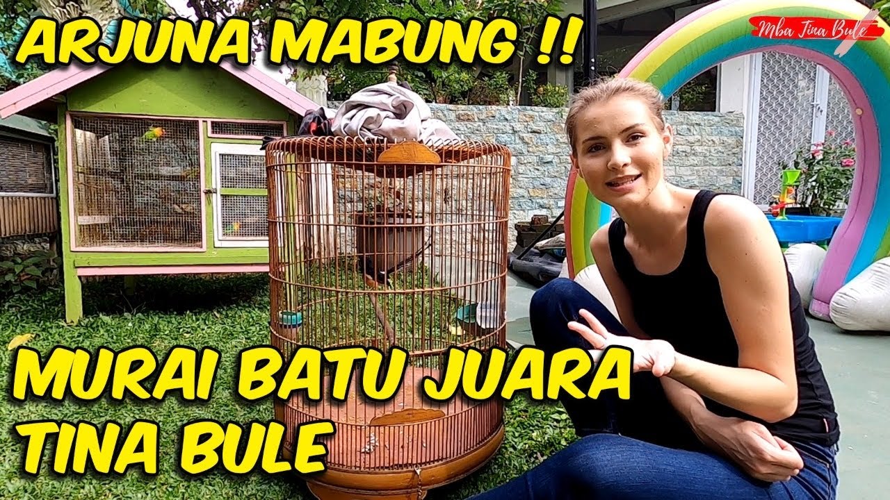 ARJUNA Murai Batu Juara Tina Bule Kenapa ya??