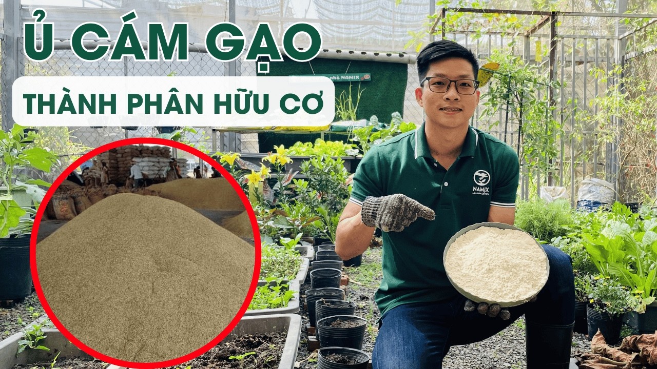 Hướng dẫn ủ CÁM GẠO thành phân bón hữu cơ siêu dễ, mà không dùng chế phẩm vi sinh