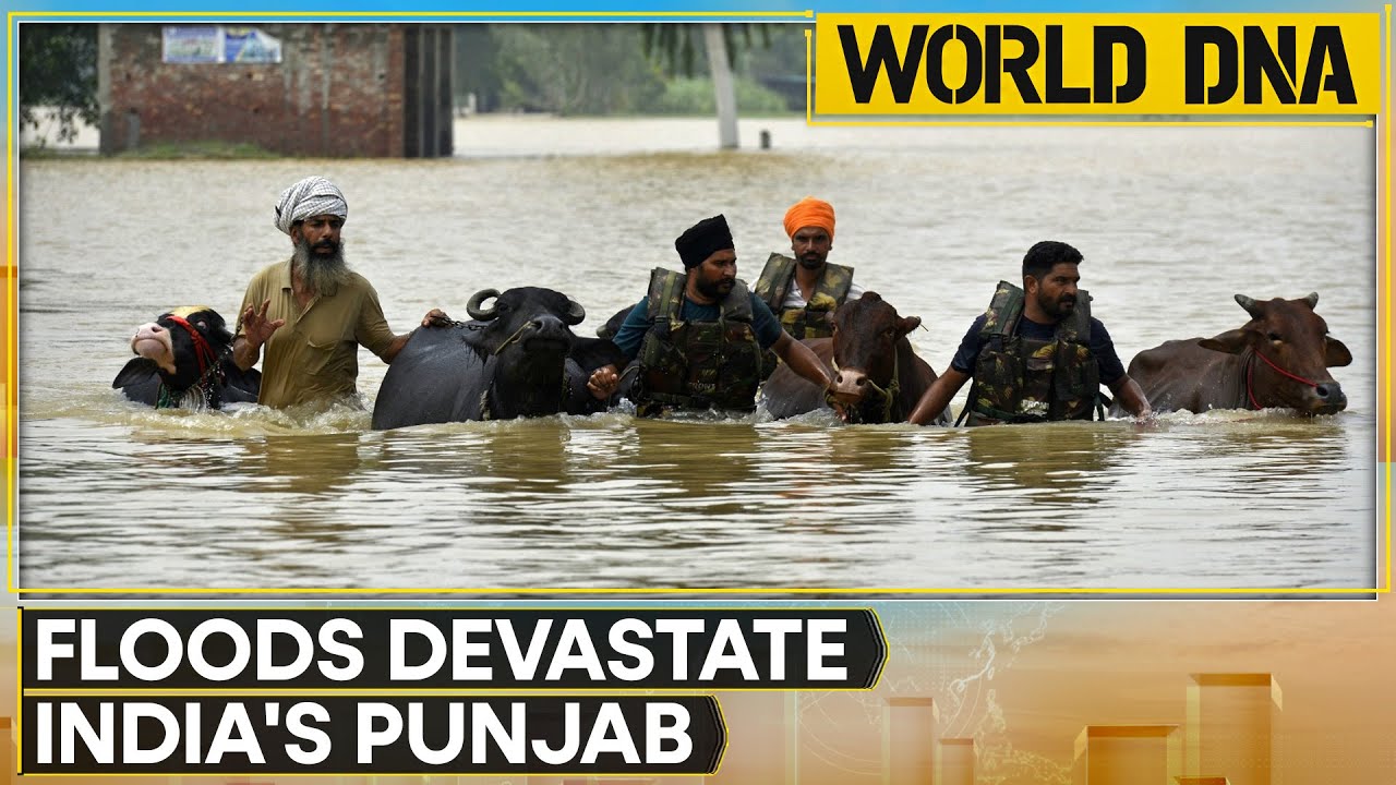 Punjab Floods: State Declared Disaster-hit; Over 1,200 Villages Submerged | World DNA | WION