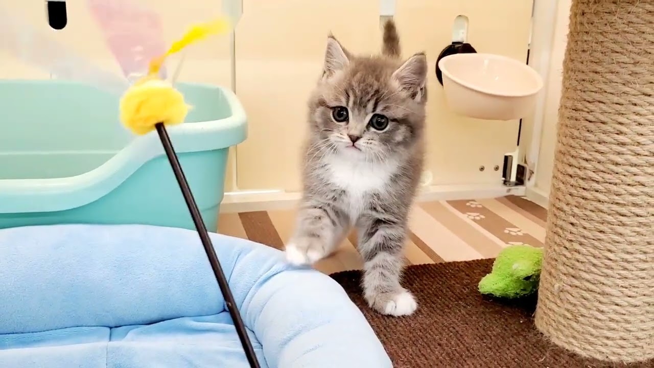ブリティッシュショートヘア　子猫　イケメン