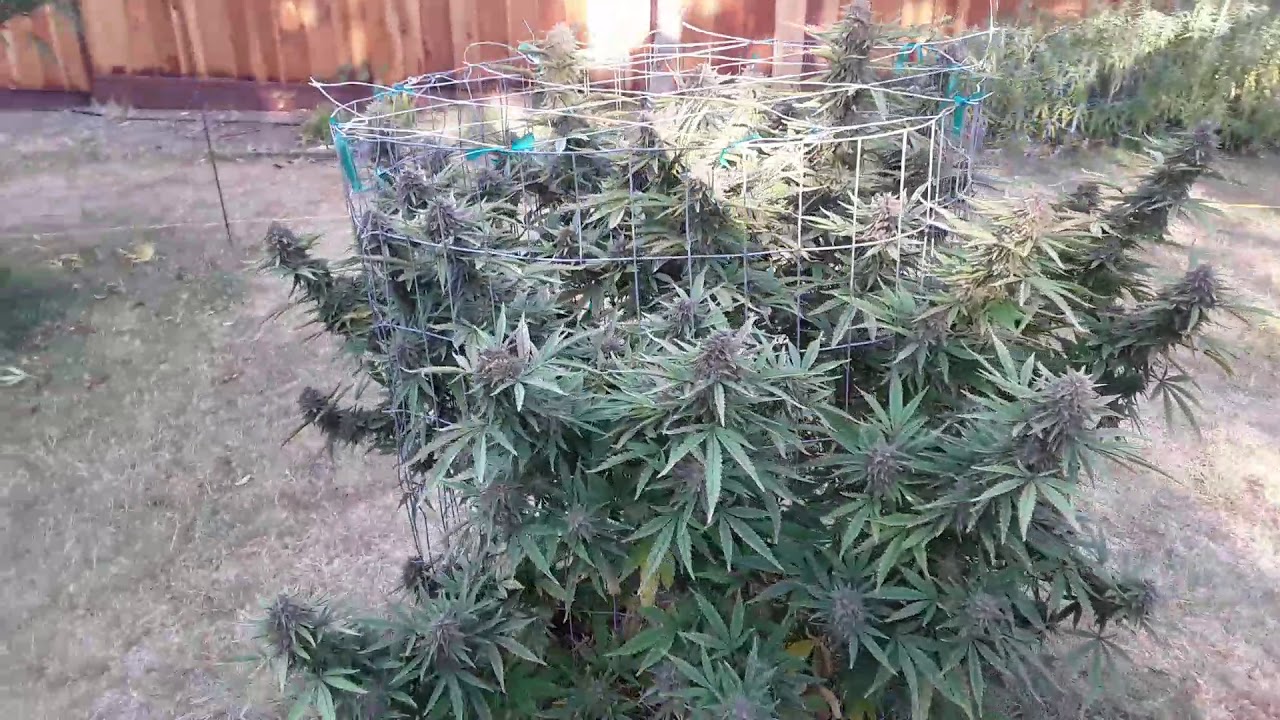 Outdoor Grow - Blueberry muffin Harvest!!!😜🔥