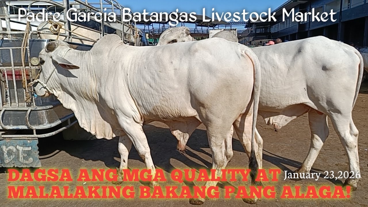 Super Quality na mga Baka Dumagsa ngayon!