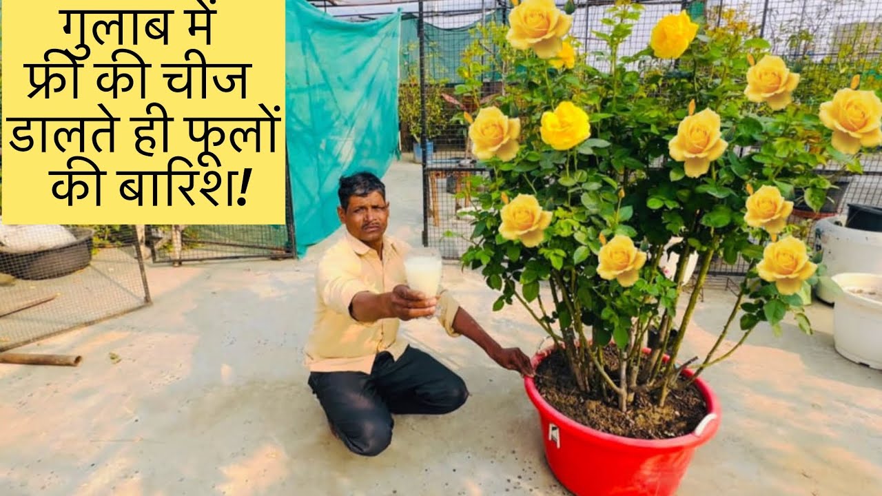 गुलाब में फ्री की चीज डालते ही फूलों की बारिश! #garden #flowers 