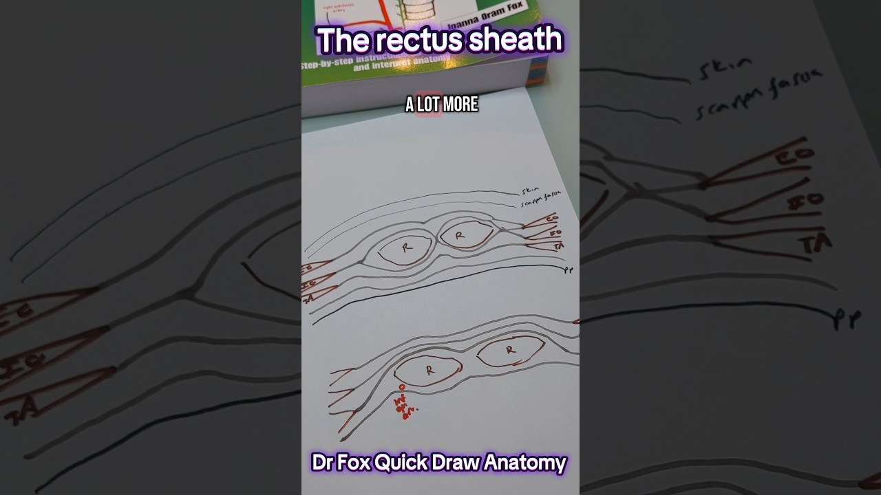 Dr Fox Quick draw anatomy: The rectus sheath. #anatomy #regionalanaesthesia #meded