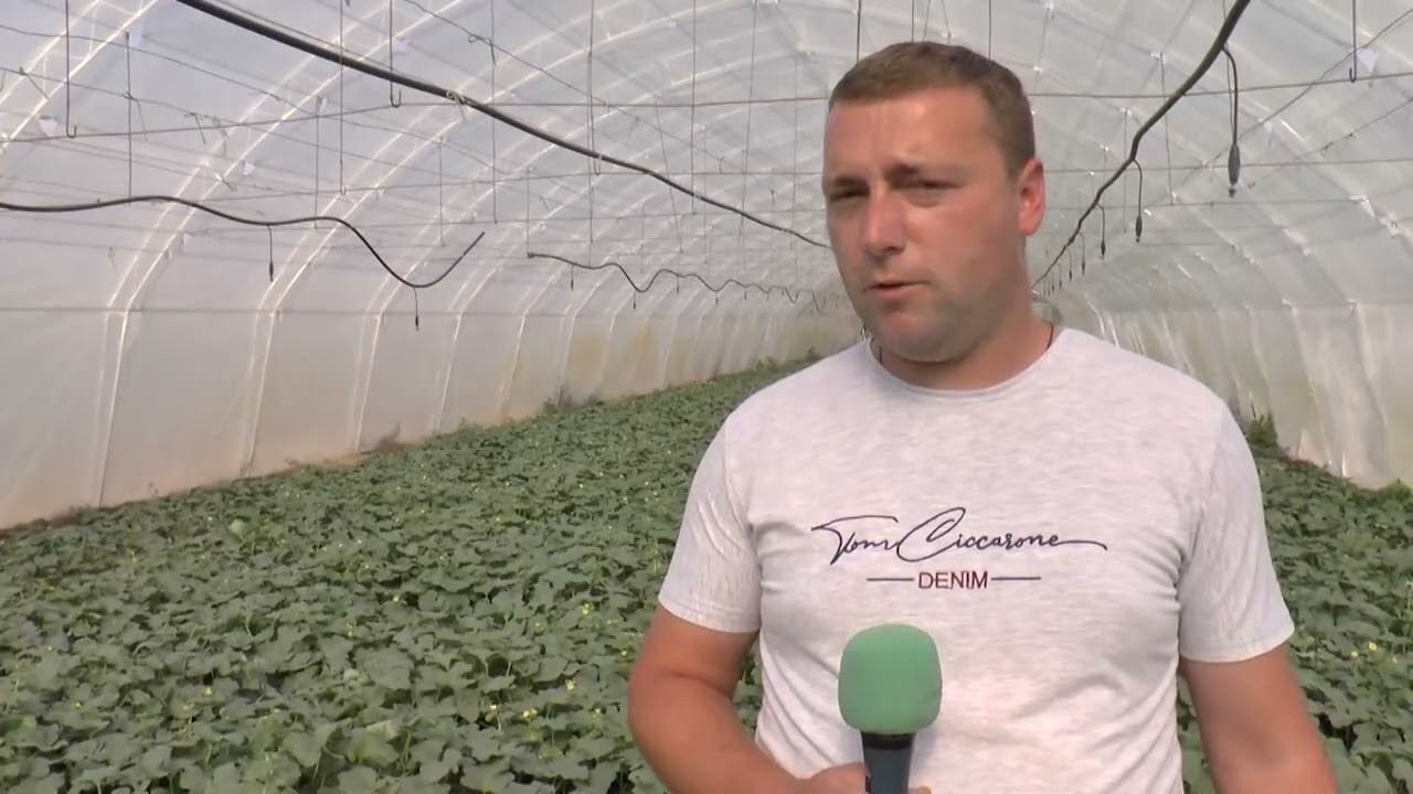 Proizvodnja dinja 23052022