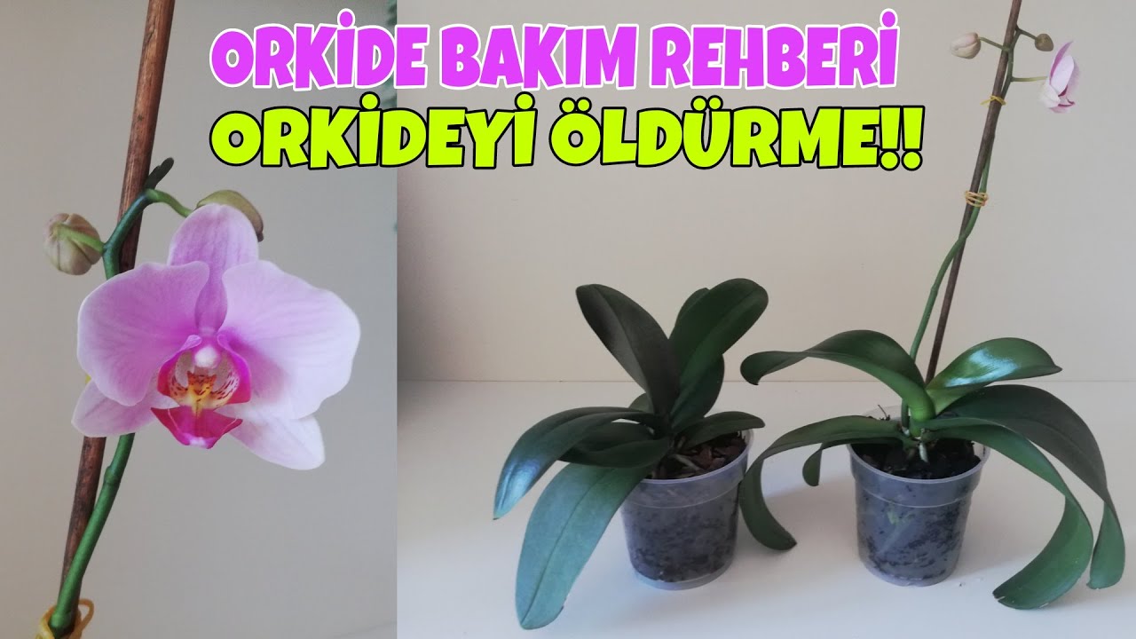 Yeni başlayanlar için orkide bakımı nasıl yapılır? Orkide ilk alındığında ne yapılmalı? 🀣🀣🀣
