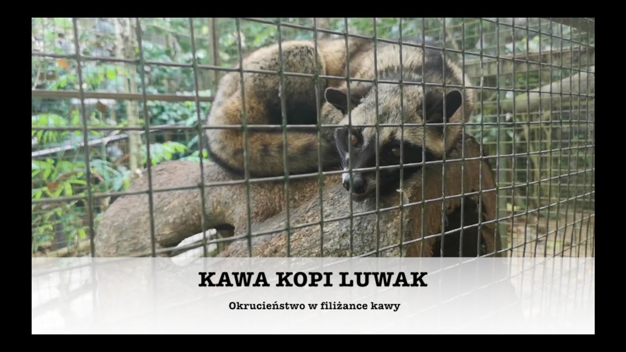 Kawa Kopi Luwak - okrucieństwo w filiżance kawy * BALI *