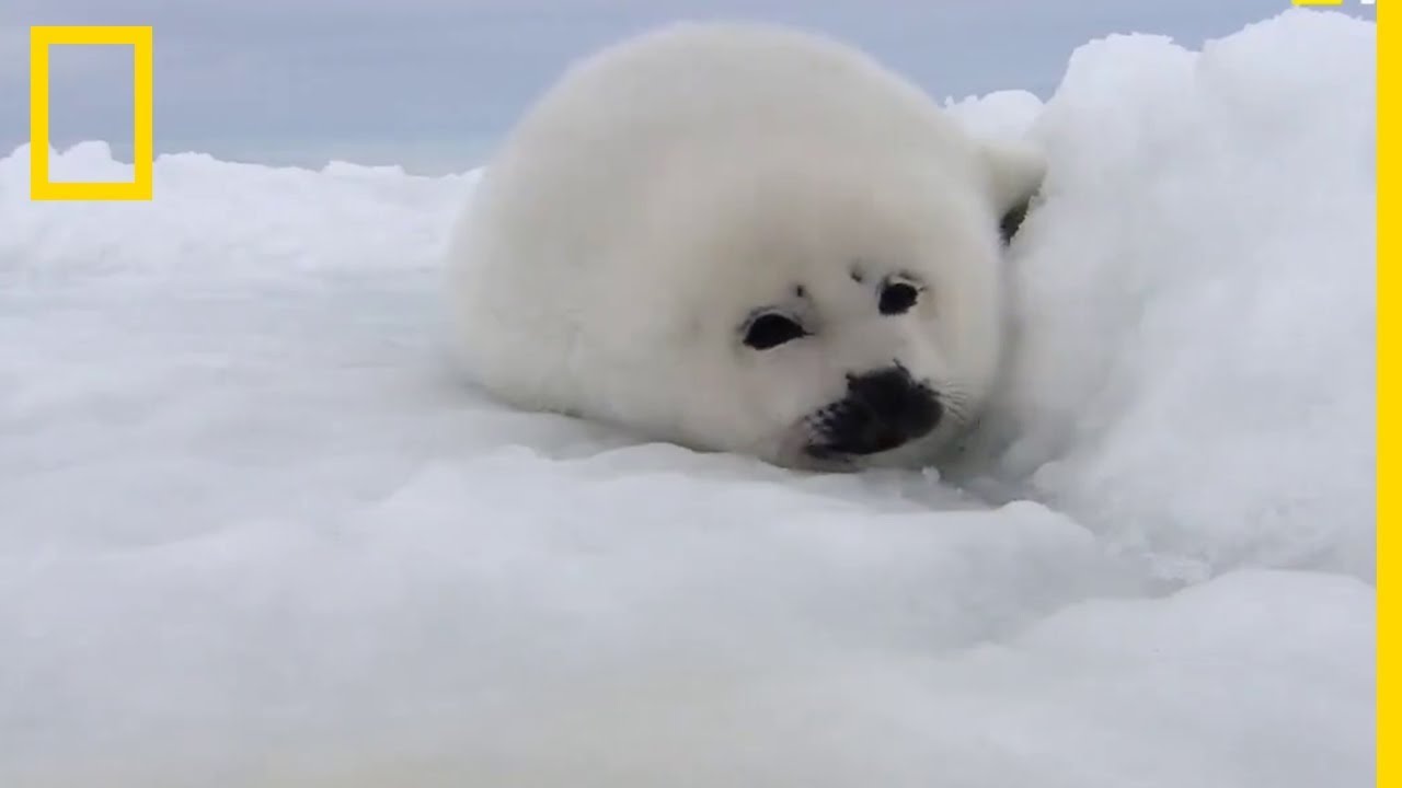 Un bébé phoque dans la neige