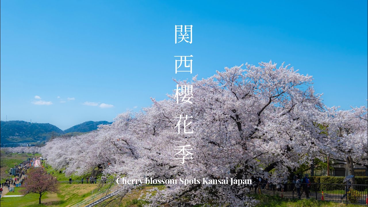【關西地區最佳賞櫻景點】Discover the Best Cherry Blossom Spots in Kansai Japan