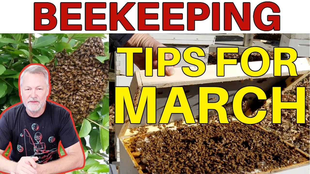 Beekeeping Tips For The Month of March