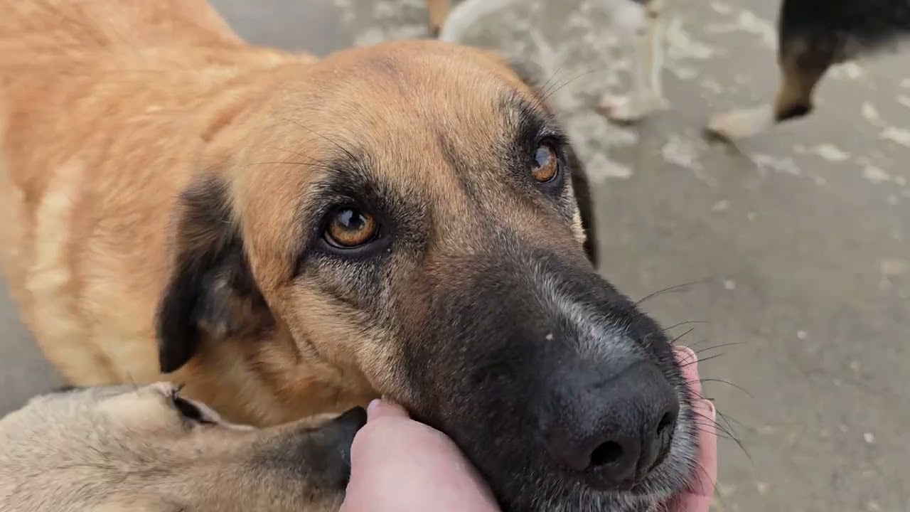 СПАСИБО  помогающим Ташкент #приютдлясобак #приюткарипиди #спасениесобак 5614 6822 1928 2581 
