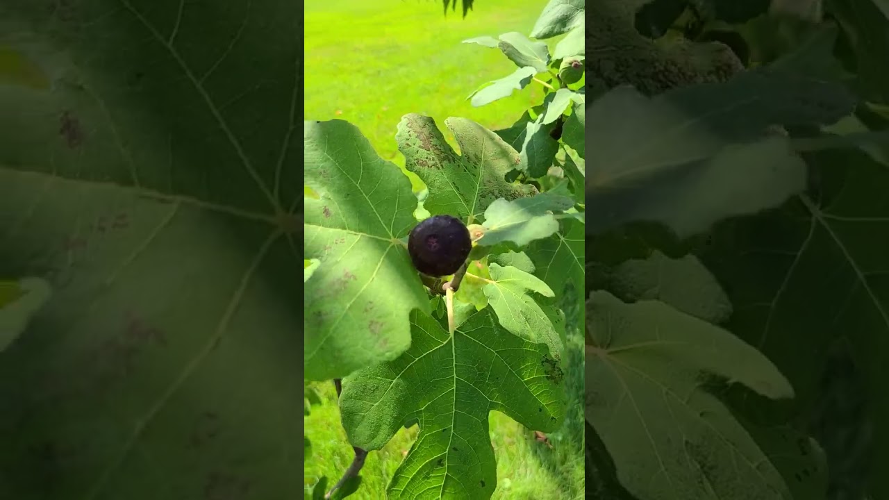 Backyard figs 2023 - more figs than leaves