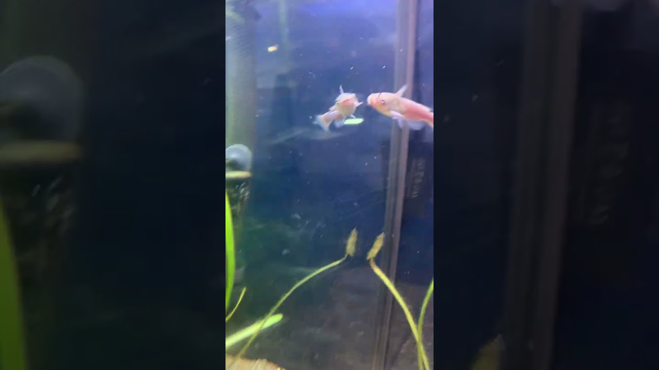 St Andrews aquarium adventure 🐠🐡🌊🌅