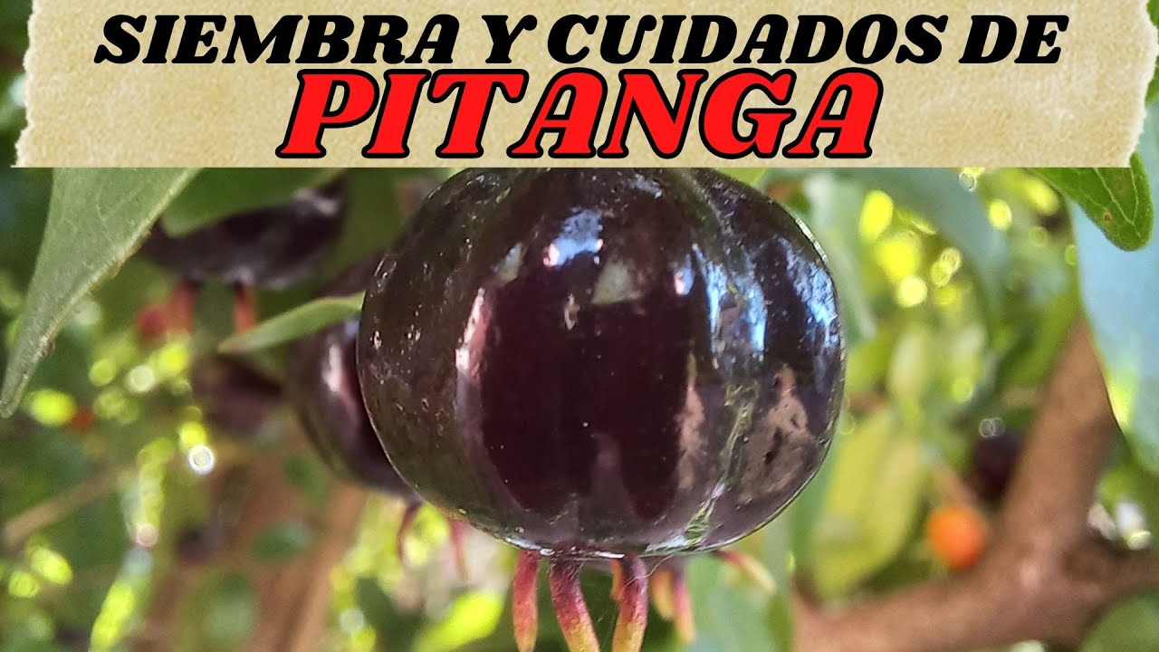 SIEMBRA Y CUIDADOS DE PITANGA - DELICIOSA FRUTA COMESTIBLE